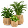Rattan Planter (SET)