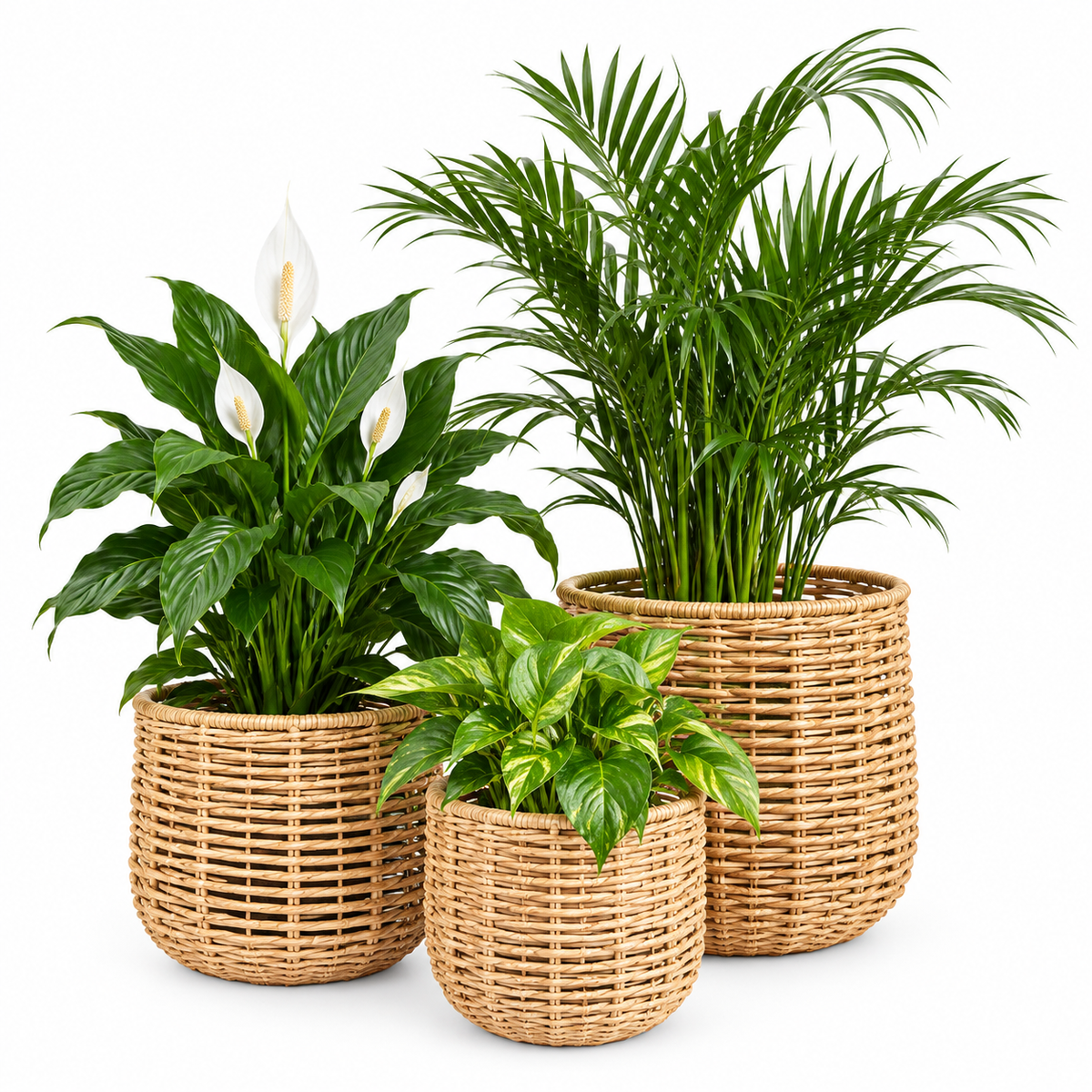 Rattan Planter (SET)