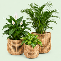 Garden & Outdoor
